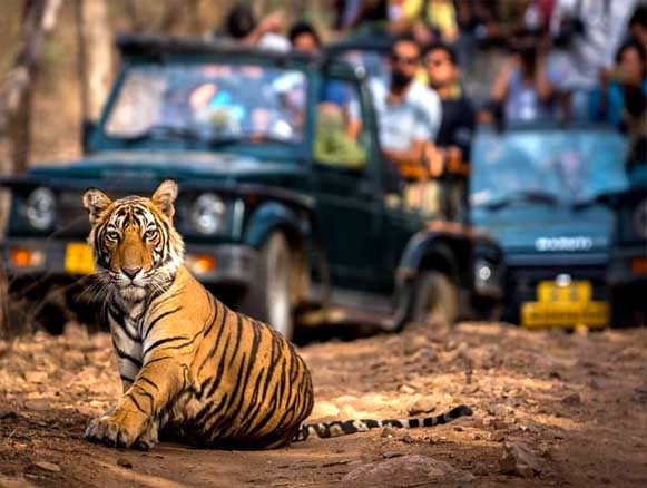 Ranthambore Safari